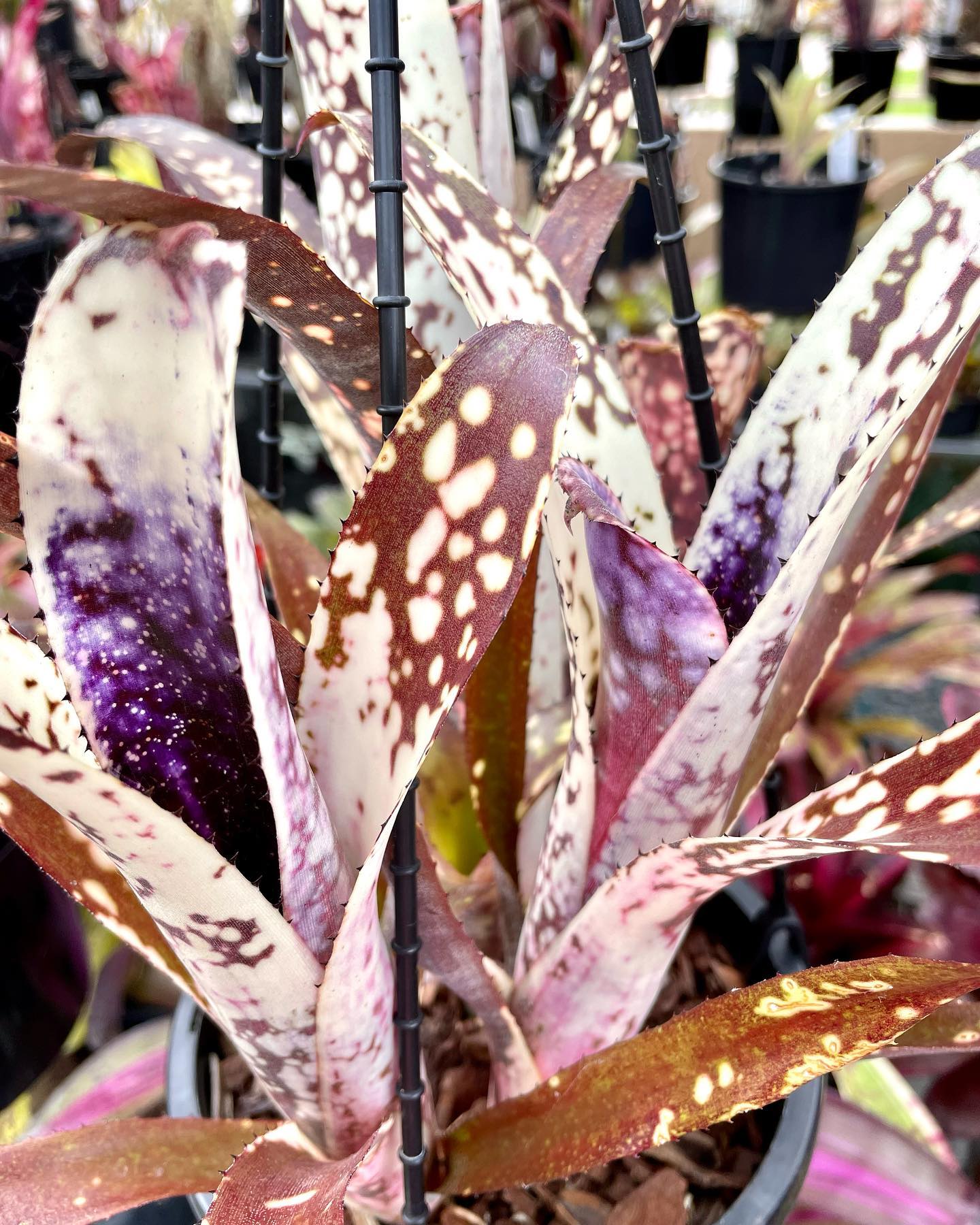 Billbergia Kolan Pink Queen is looking very purple but I'm not