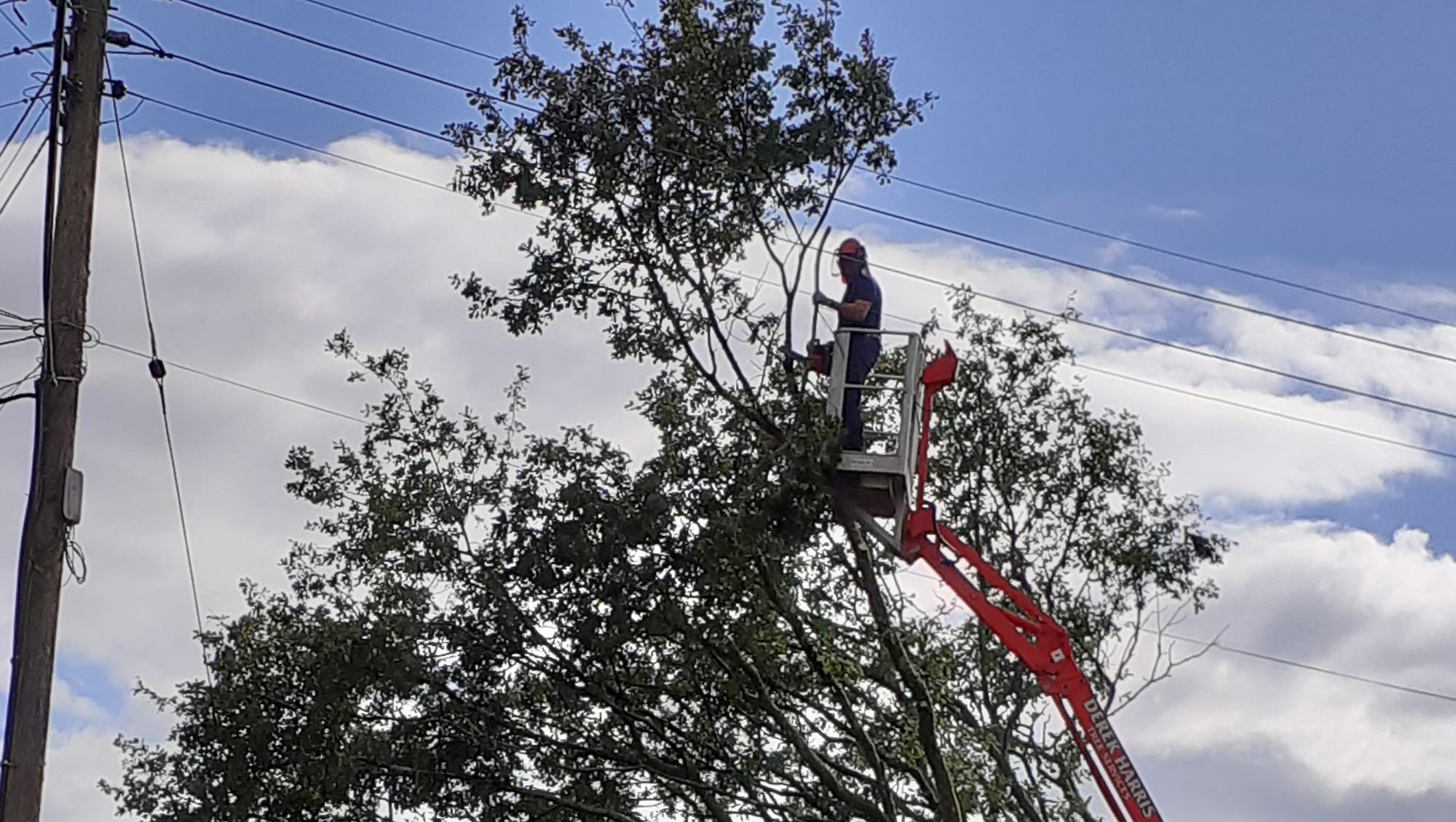 Derek Harris Tree Services Ltd | Pencader
