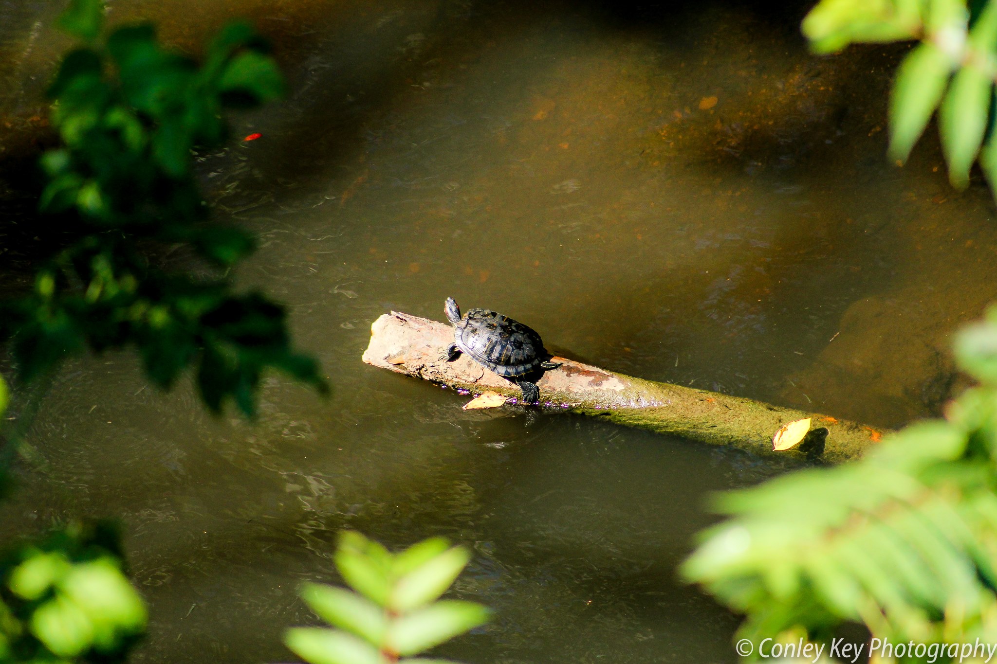Conley Key Photography