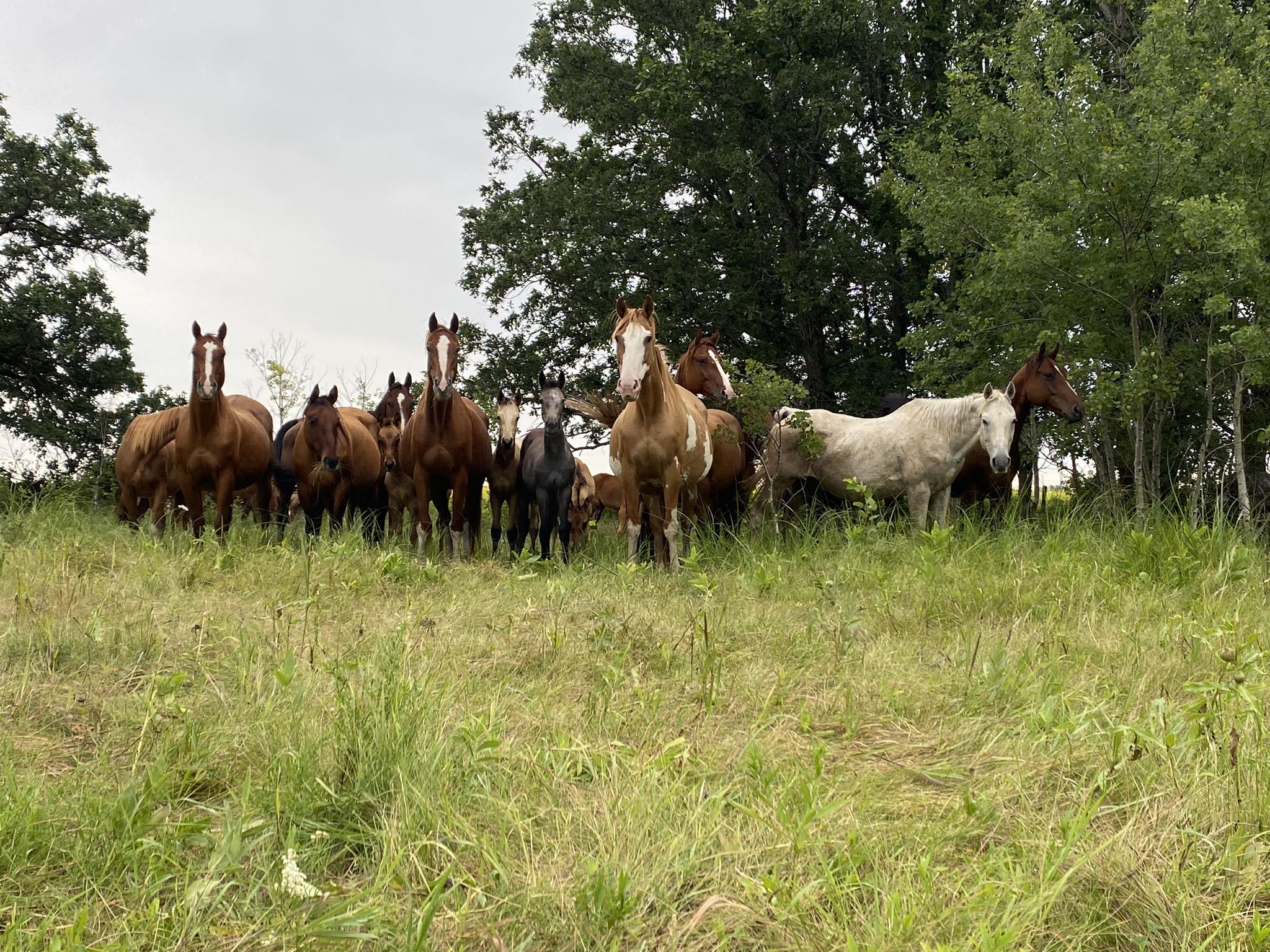 Coyote Ridge Ranch Performance Horses - ***Check out this exciting ...