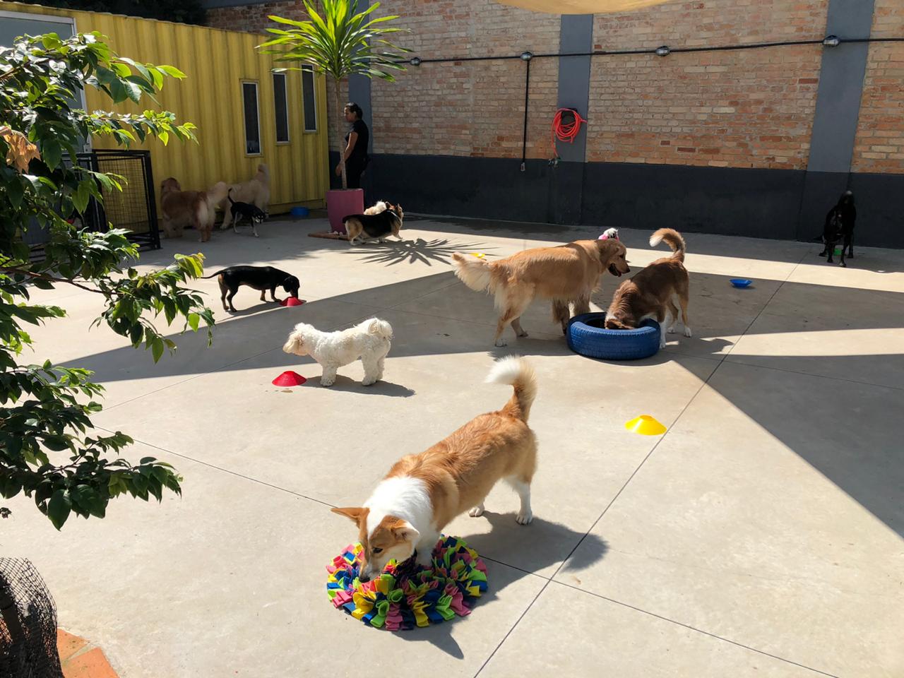 Hilton for... - Hilton for Dogs. Hotel e creche para cães
