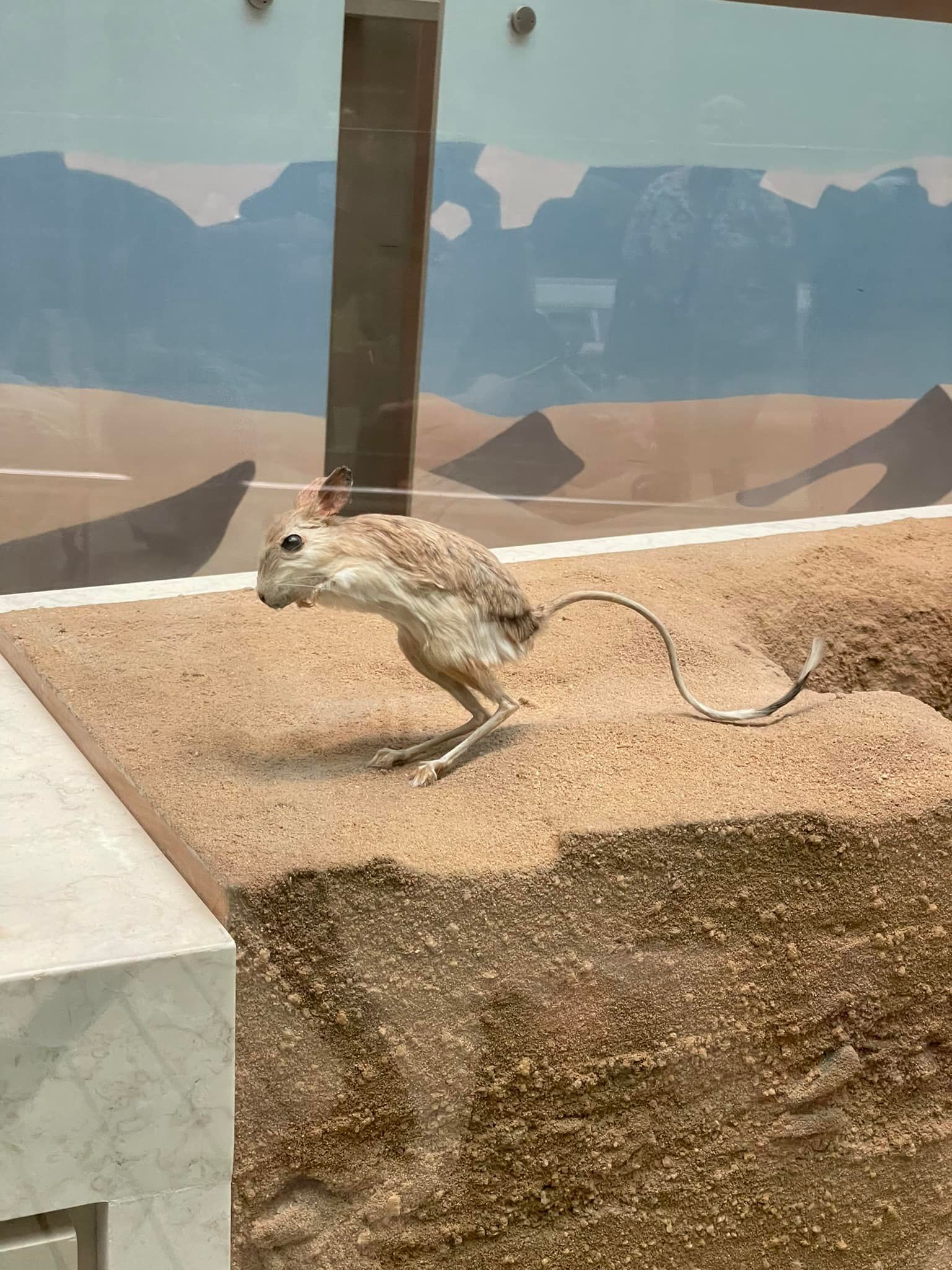 Lesser Egyptian jerboa at Smithsonian's museum reminds of Muad'dib