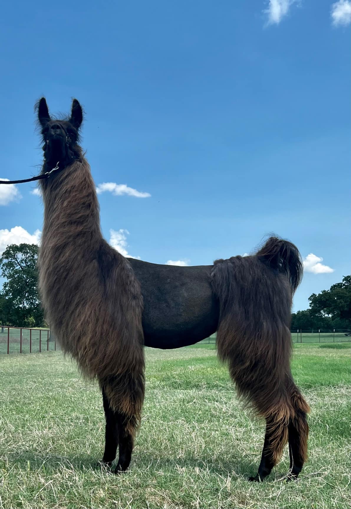Triple V Ranch