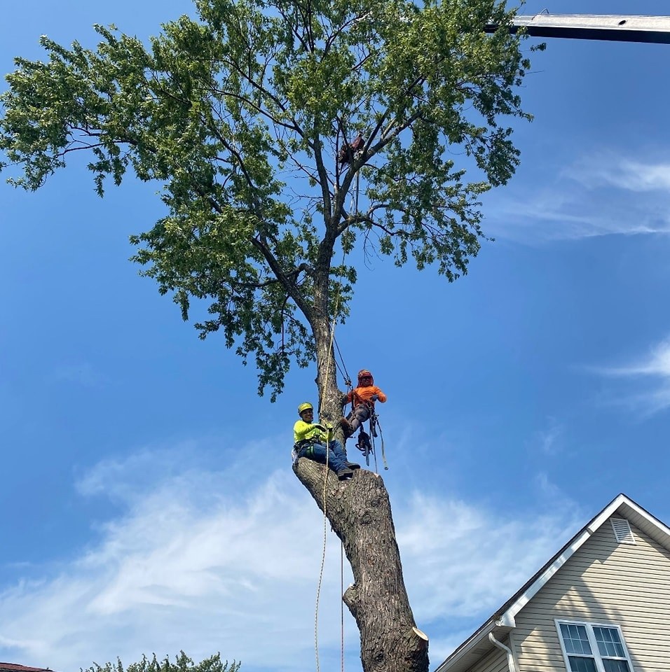 Interesting Williams Tree Service Pictures