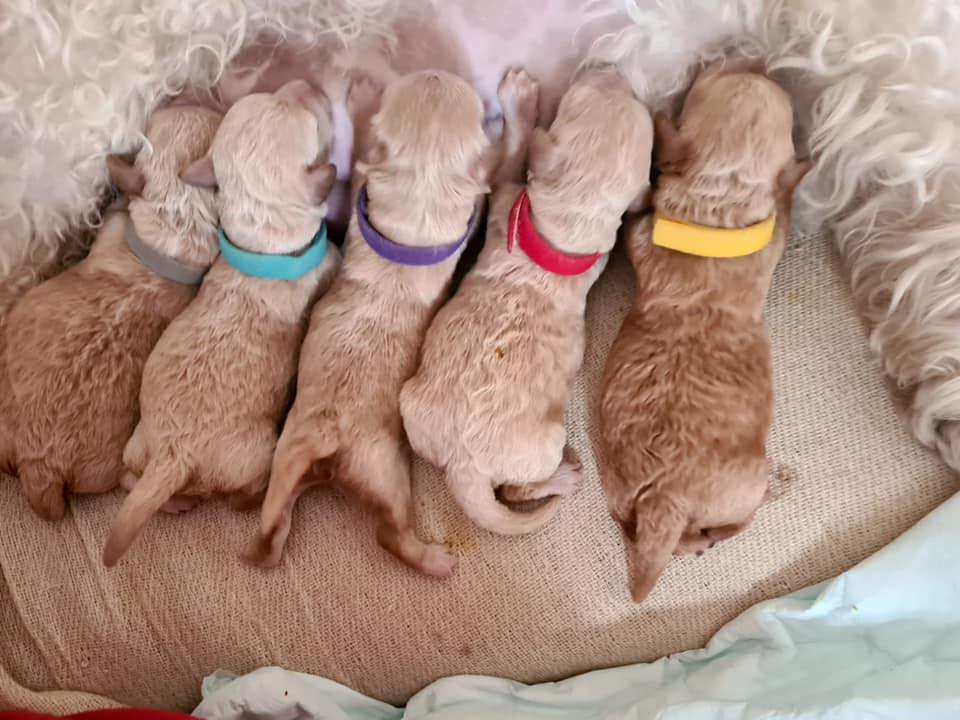 Tellan puppies