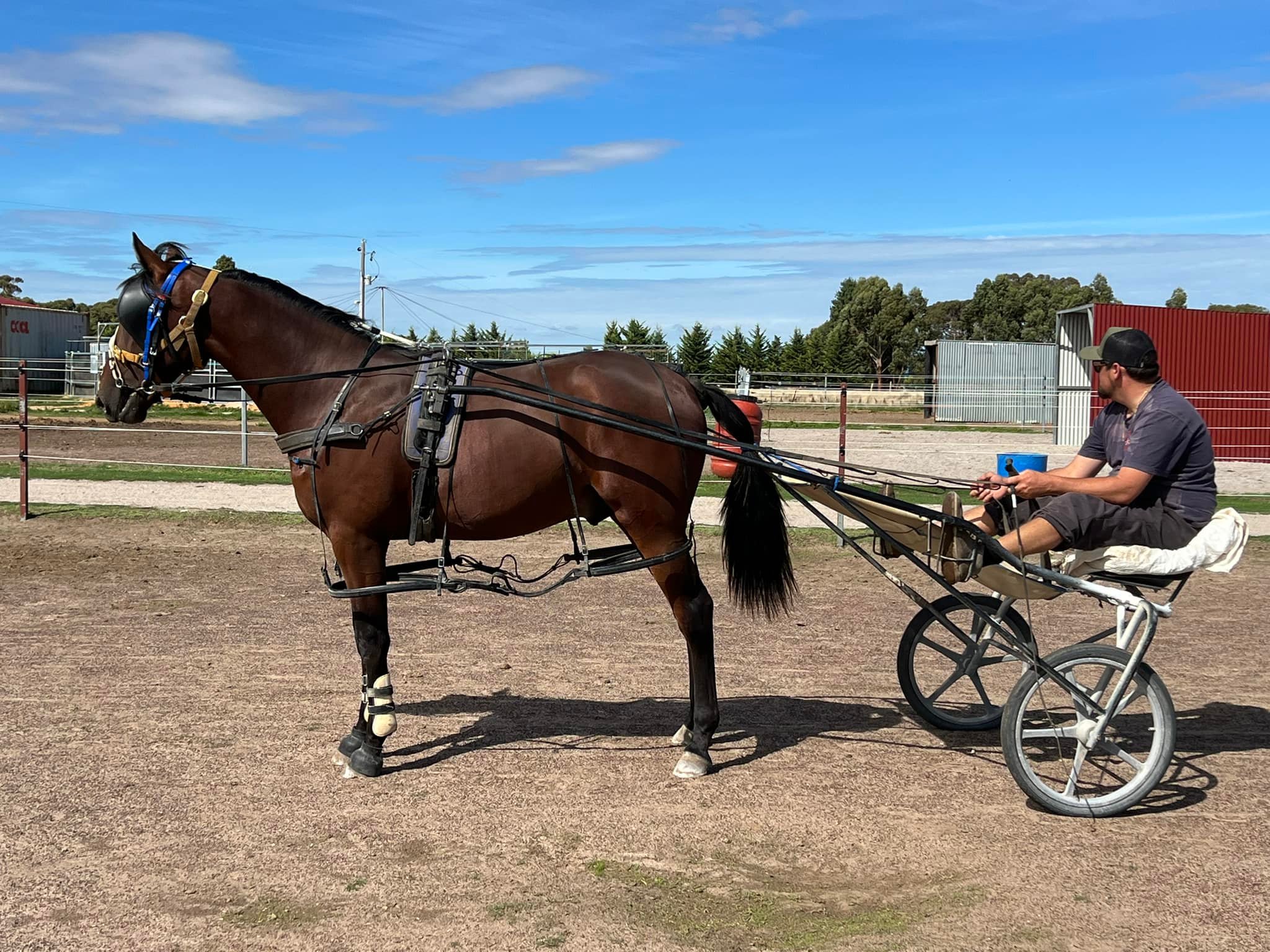Orlando 🐴💙 ️ Our handsome... - B&A Tindale Harness Racing | Facebook