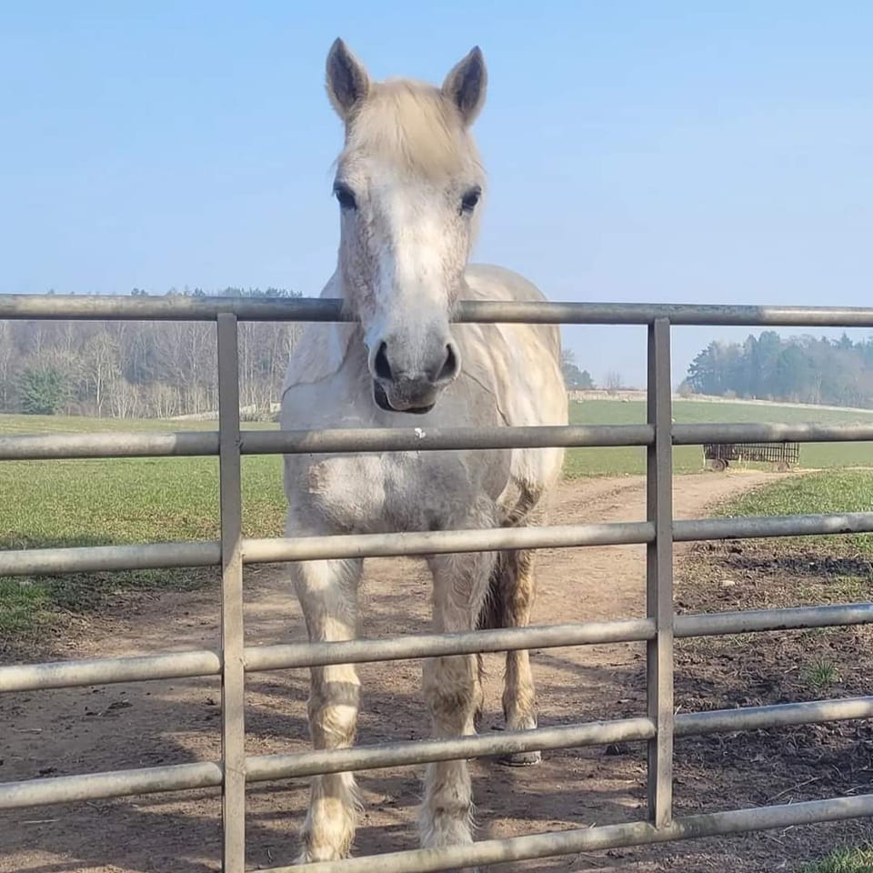Happy 18th birthday to our... - Barbarafield Riding School