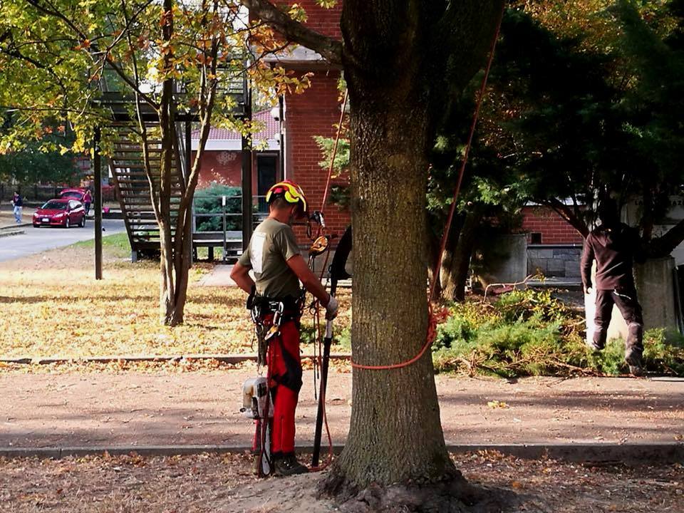 Associazione Tree-Climbing Ivrea - #climbingonorangetree In questi ...