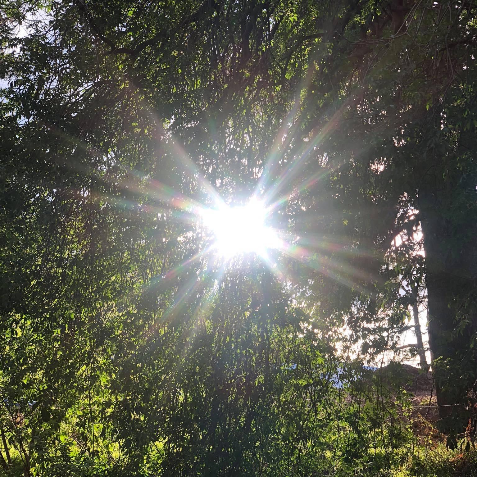 The Berkeley Sun