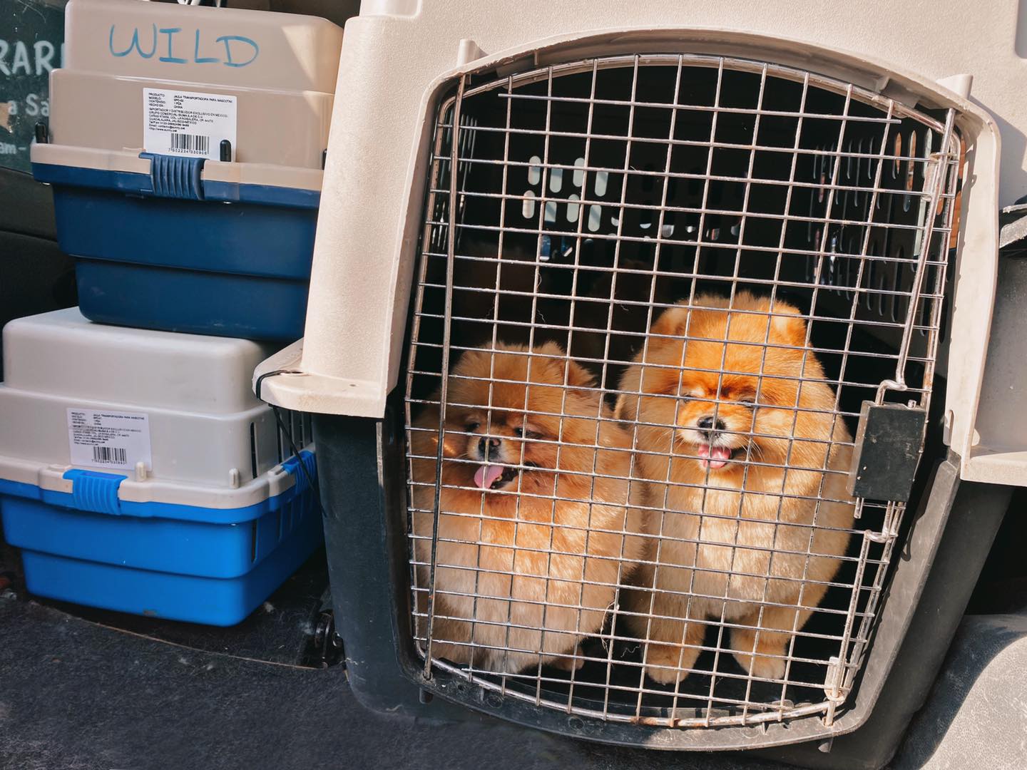 TAXI PET 