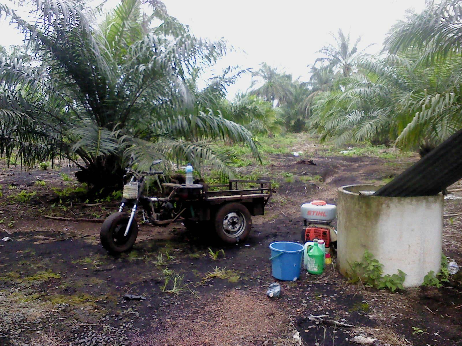 Servis Meracun... - Servis Meracun Kebun & Halaman Rumah