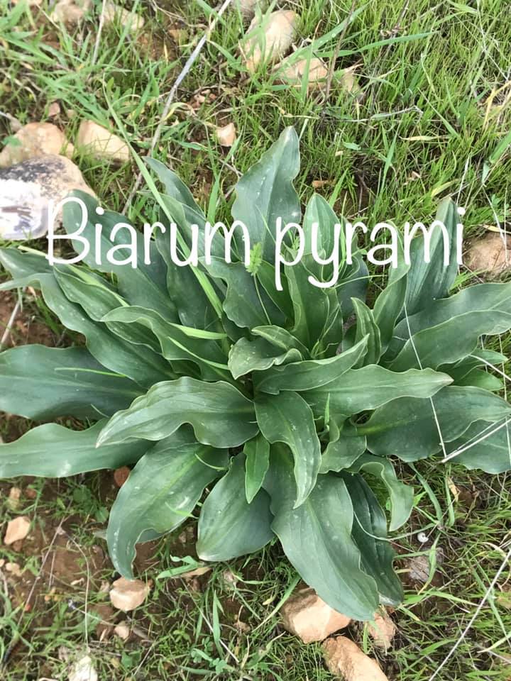 نبات الجعده... - نباتات الاردن البرية-Wild plants of Jordan