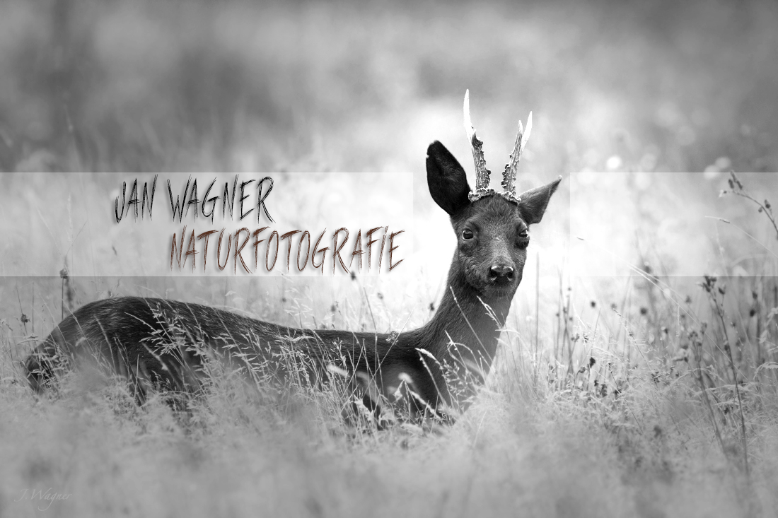 Arné Roest Natuurfotografie... - Arné Roest Natuurfotografie