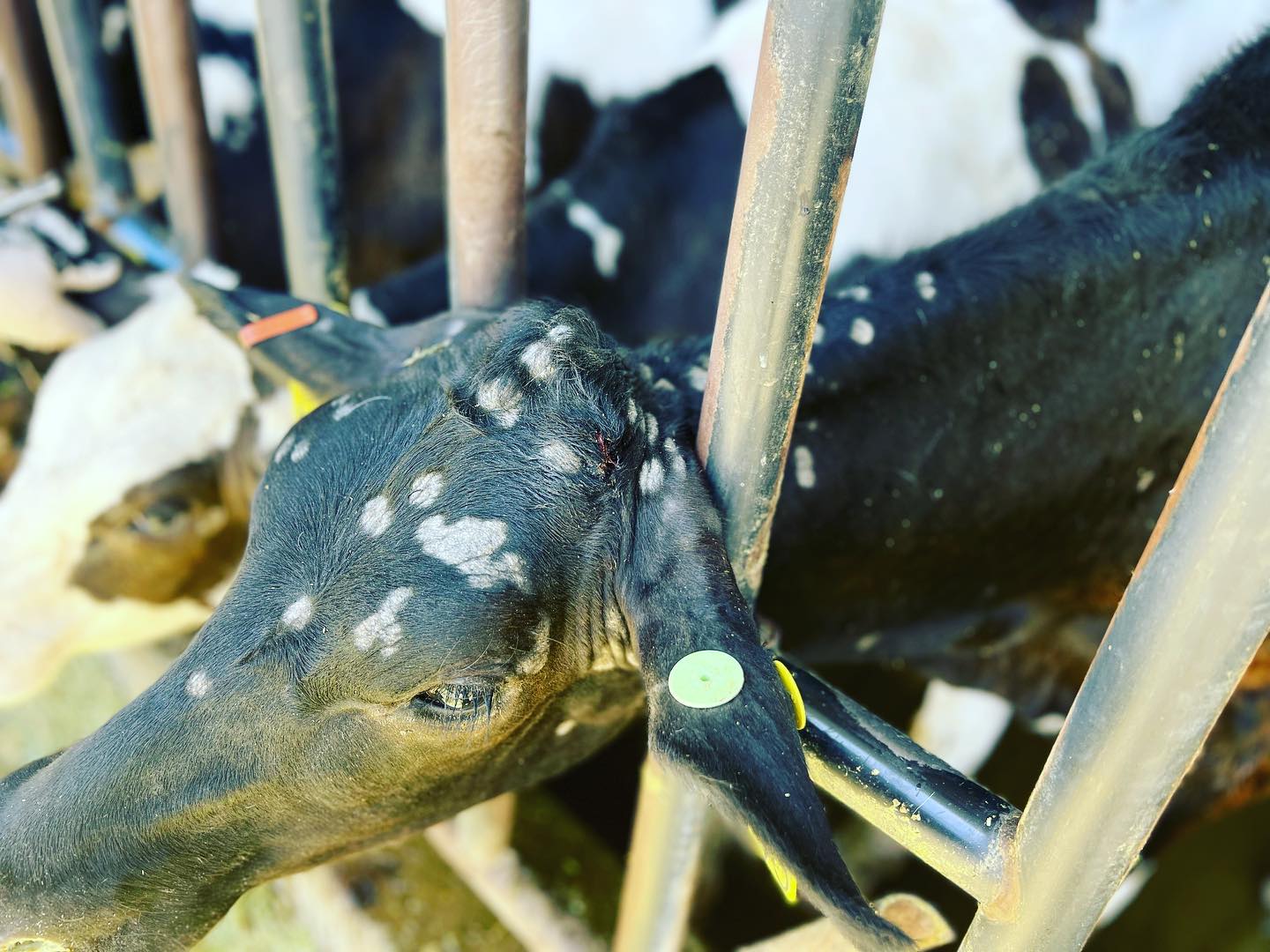 Azores Veterinary Practice - What do we have here?? What treatment ...