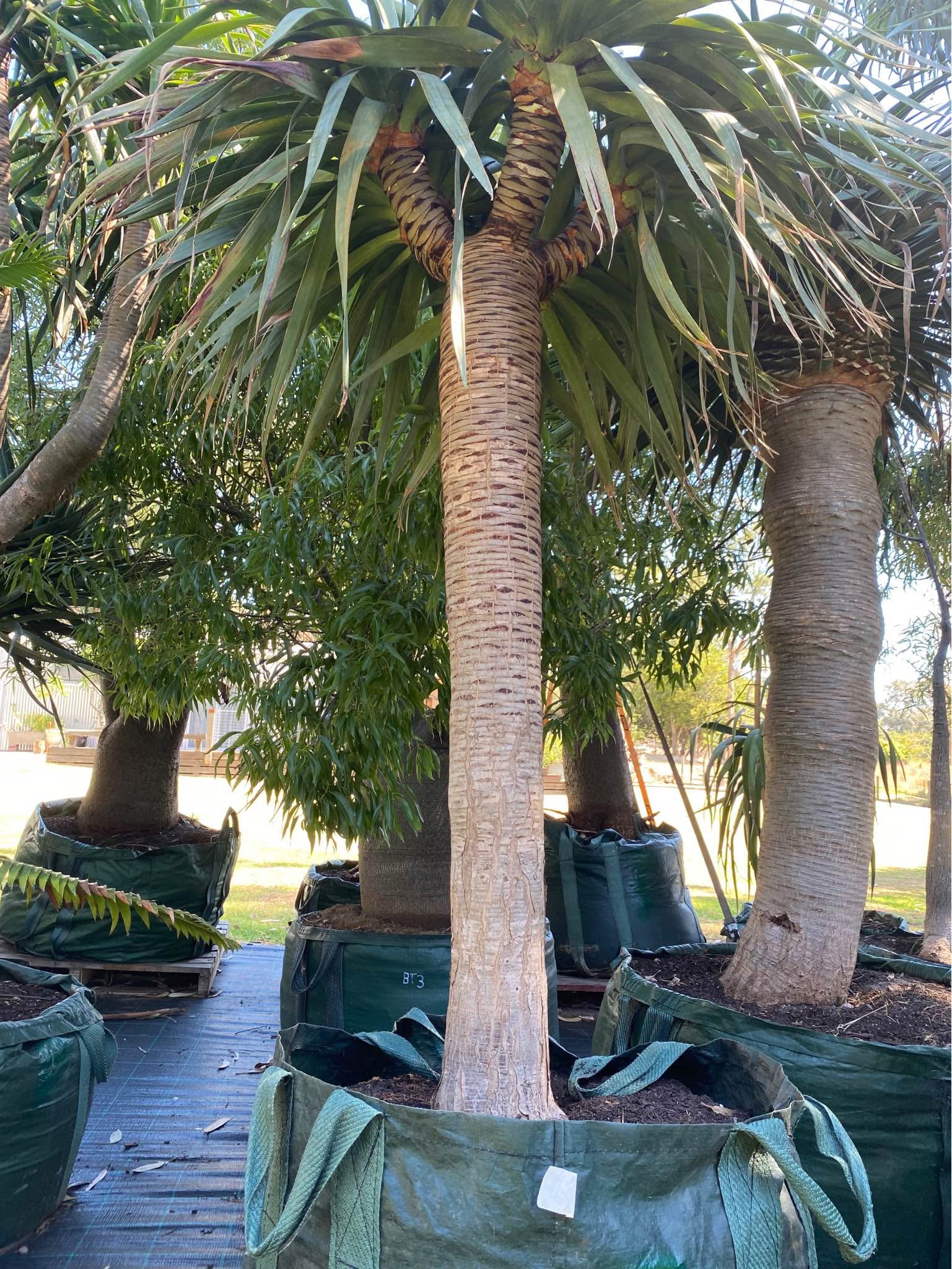 (Dracaena Draco) Dragon Trees - Plants & Seedlings - Melbourne ...