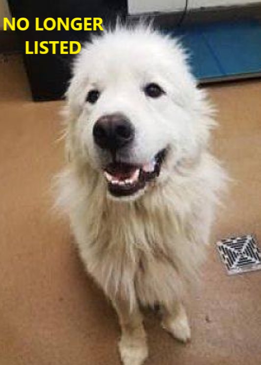 Rescued Great Pyrenees Ava at Ventura County shelter