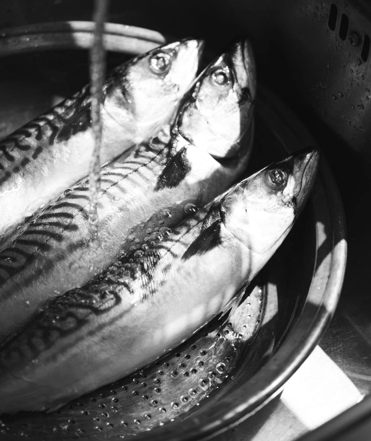 Adex - Mackerel. Oku eko/ Èja alaran/ Titus What is Mackerel? Mackerel ...