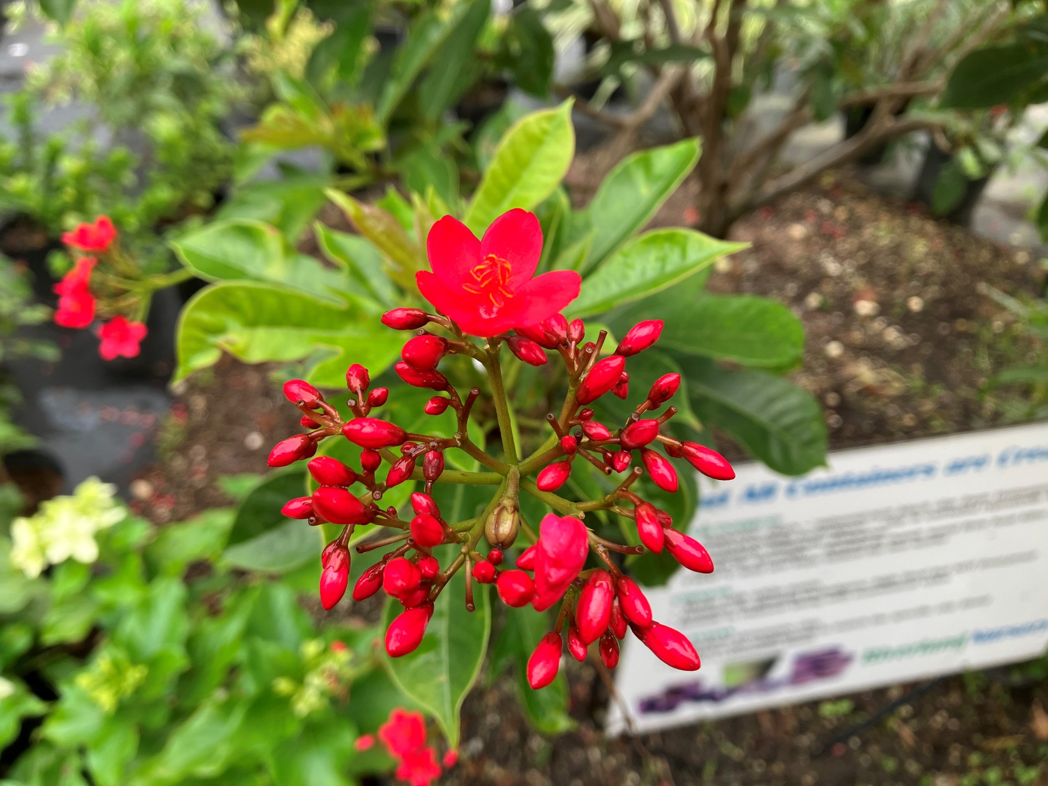 Where can I get this called #Jatropha