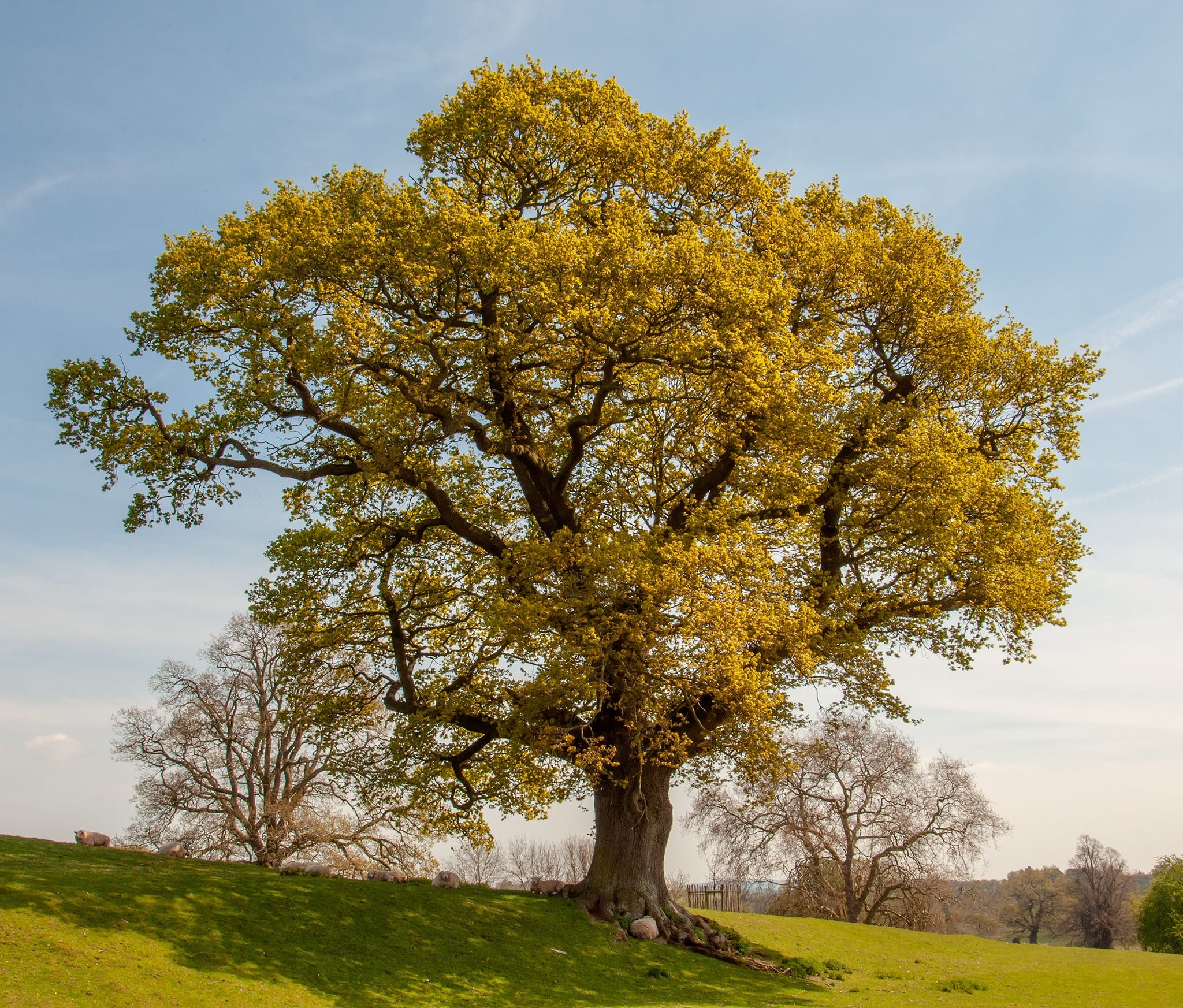 The Tree - Did you know that a single mature oak tree can support more ...
