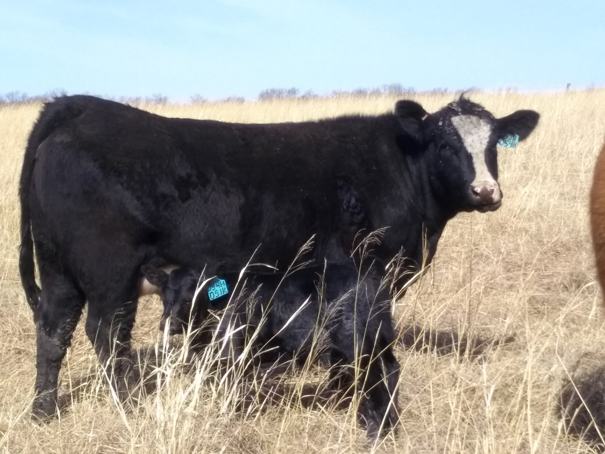 Ohlde Cattle Company: Basic Black Bulls and Angus Cattle Semen - Home