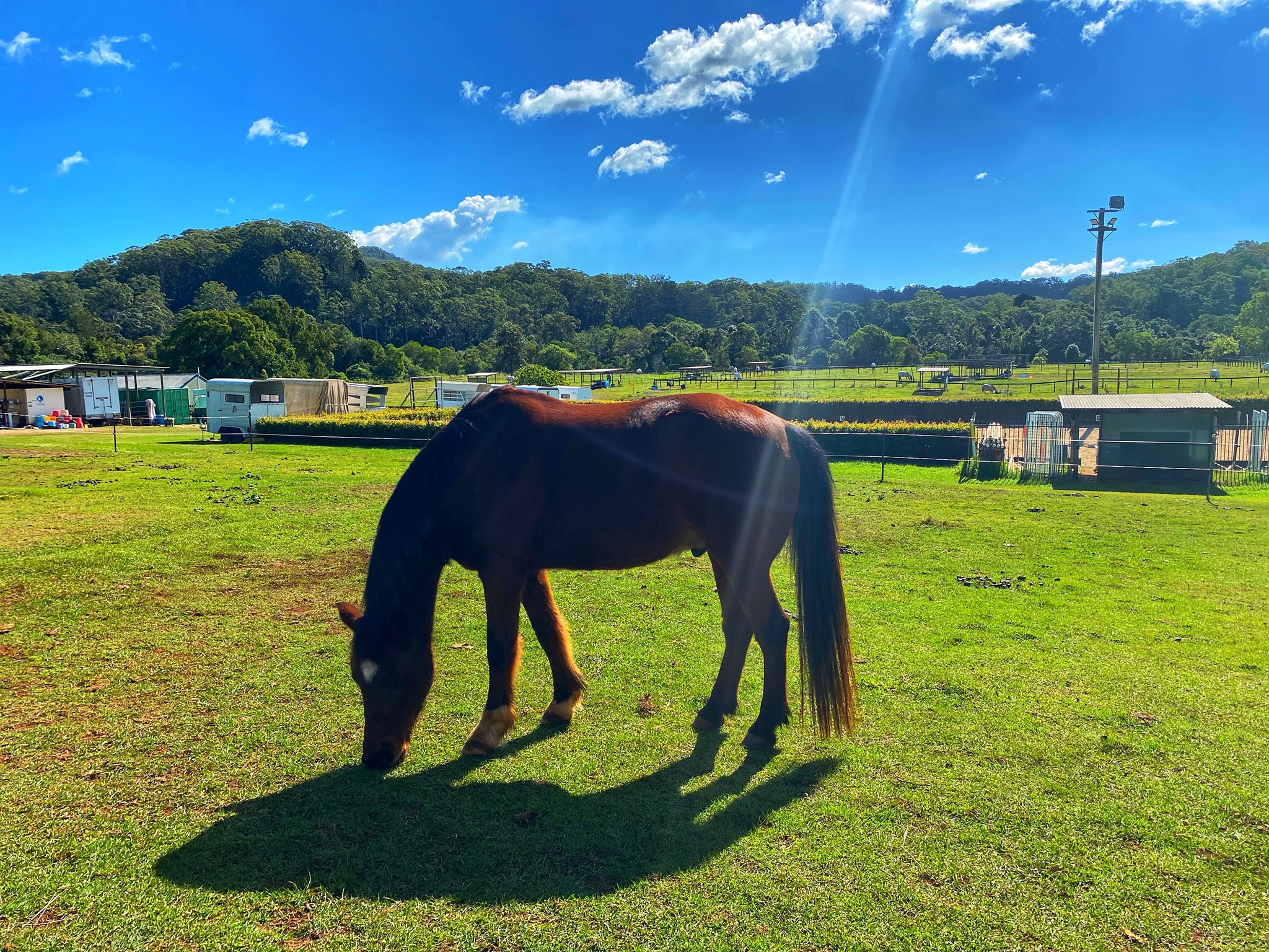 Viva Equine | Mooloolah Valley QLD