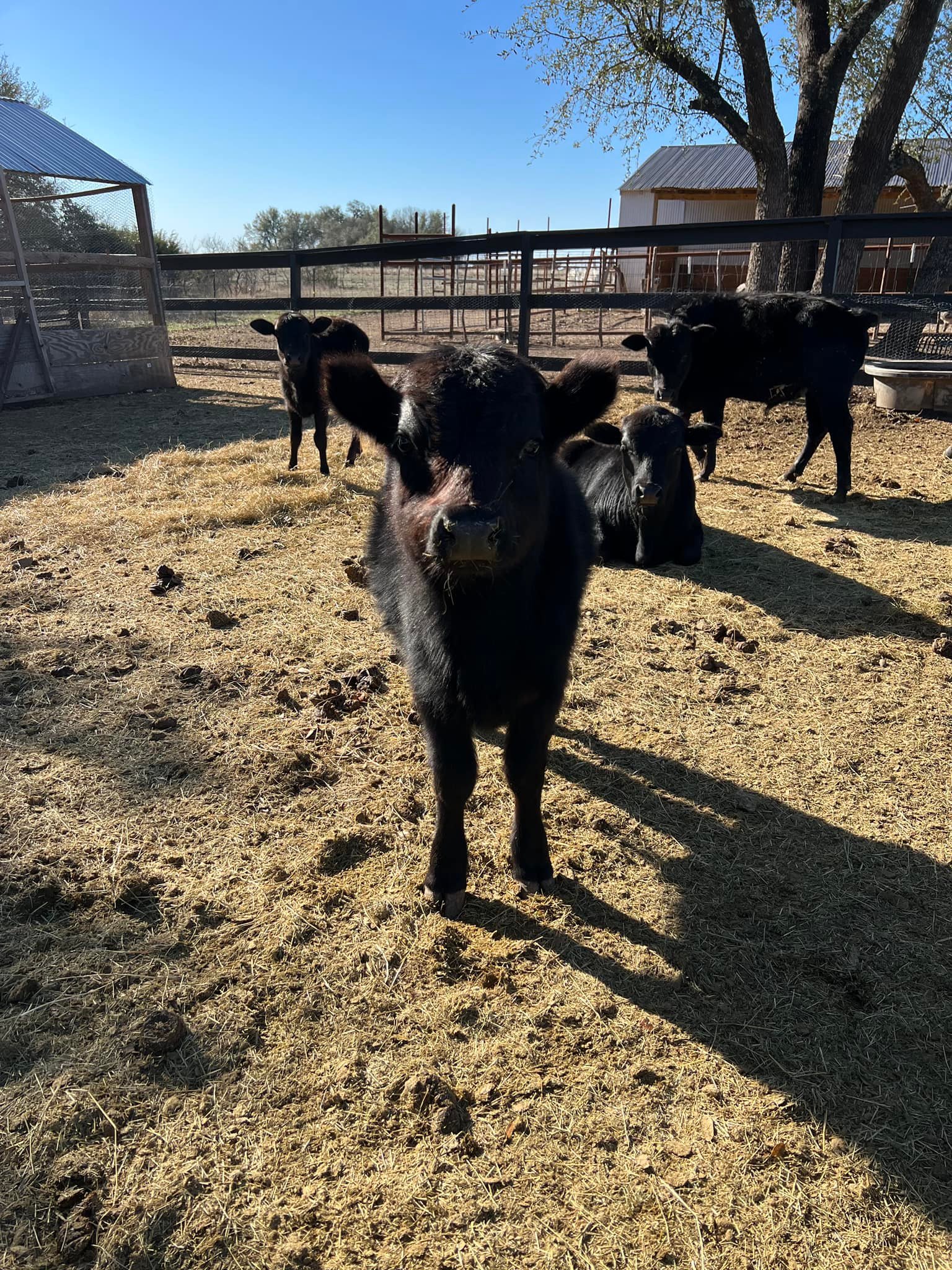The Sunset Ranch Tx