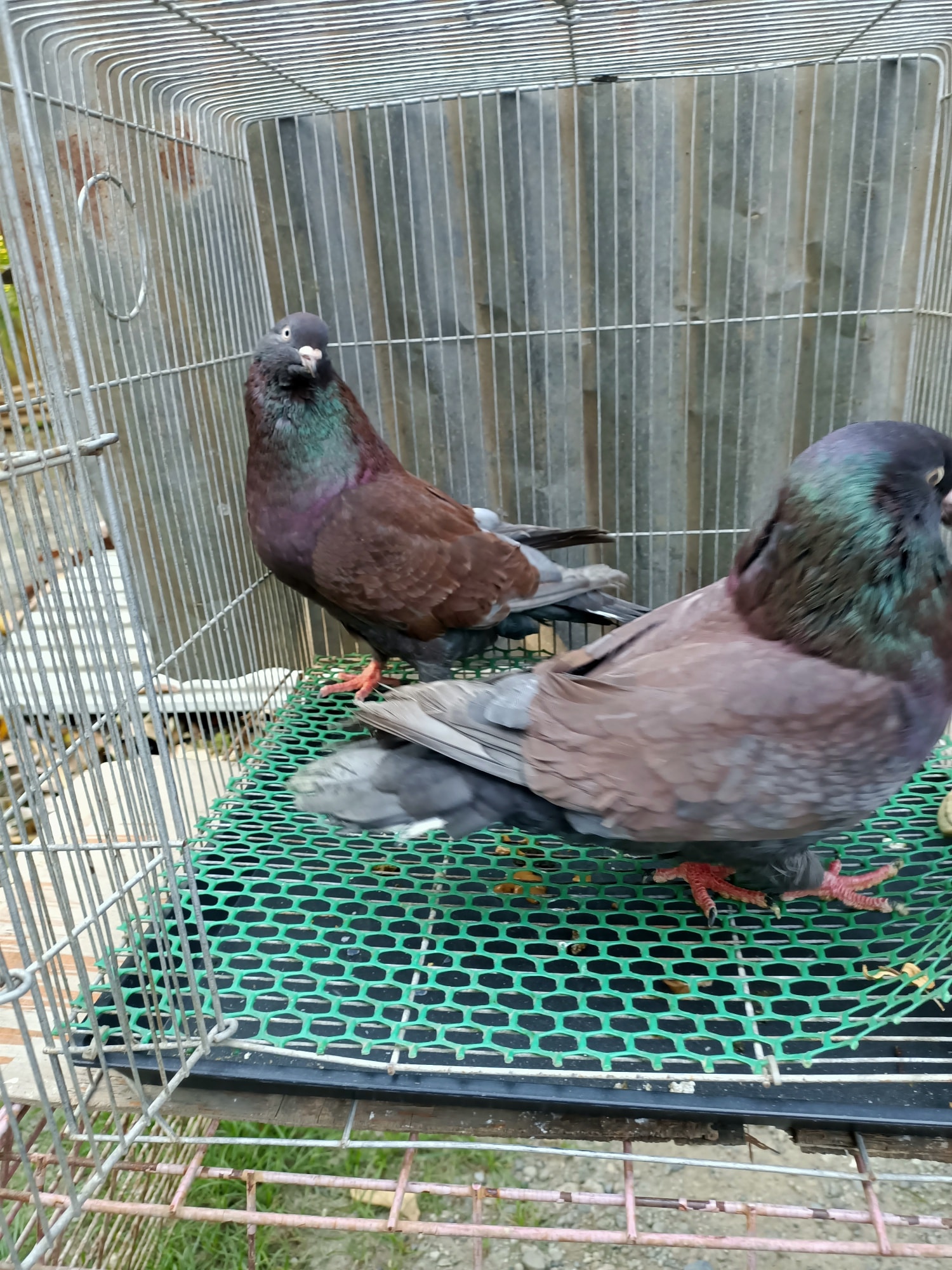 American Giant Runt Pigeon - James Franco Coop & Loft