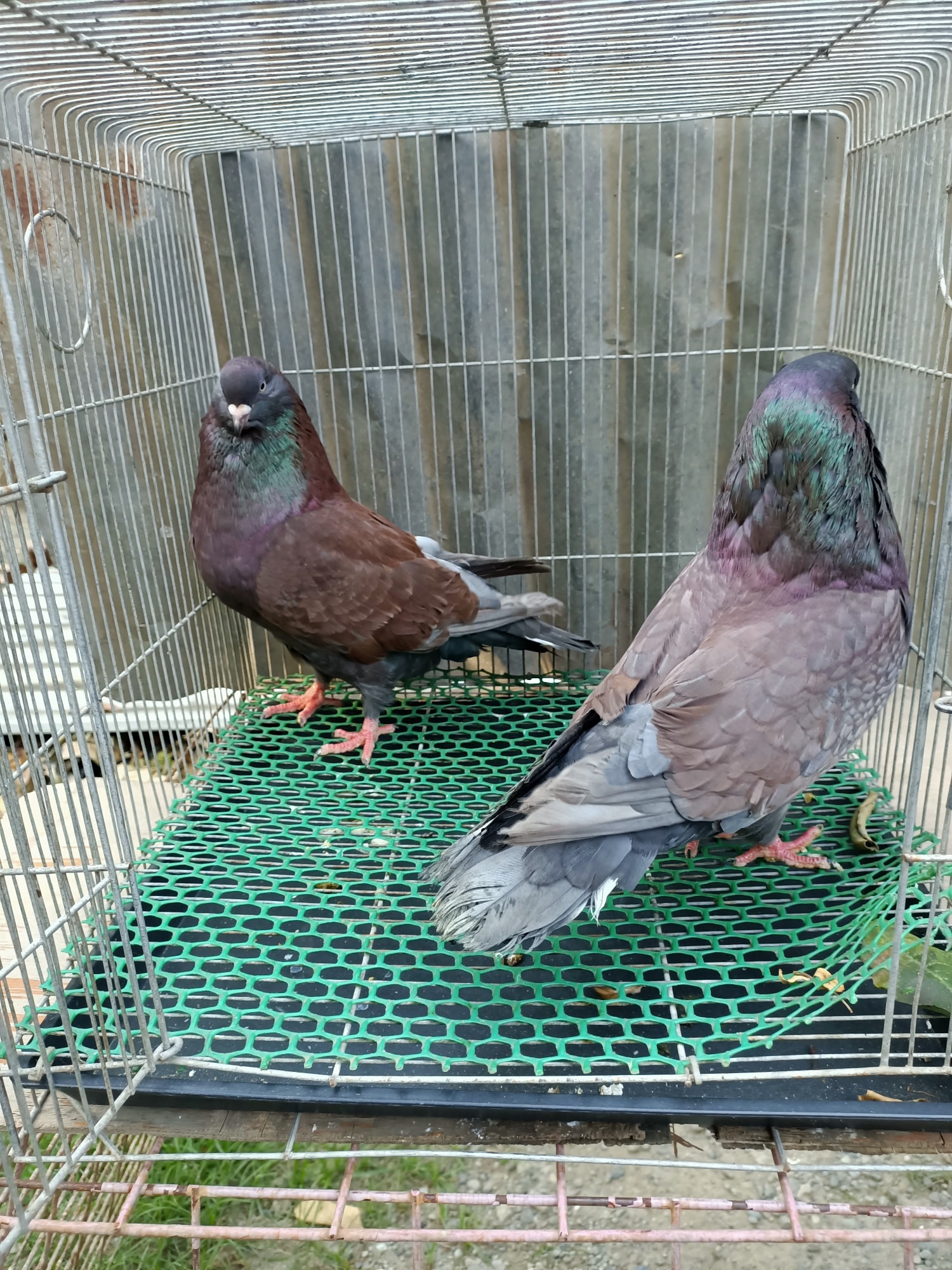 American Giant Runt Pigeon - James Franco Coop & Loft