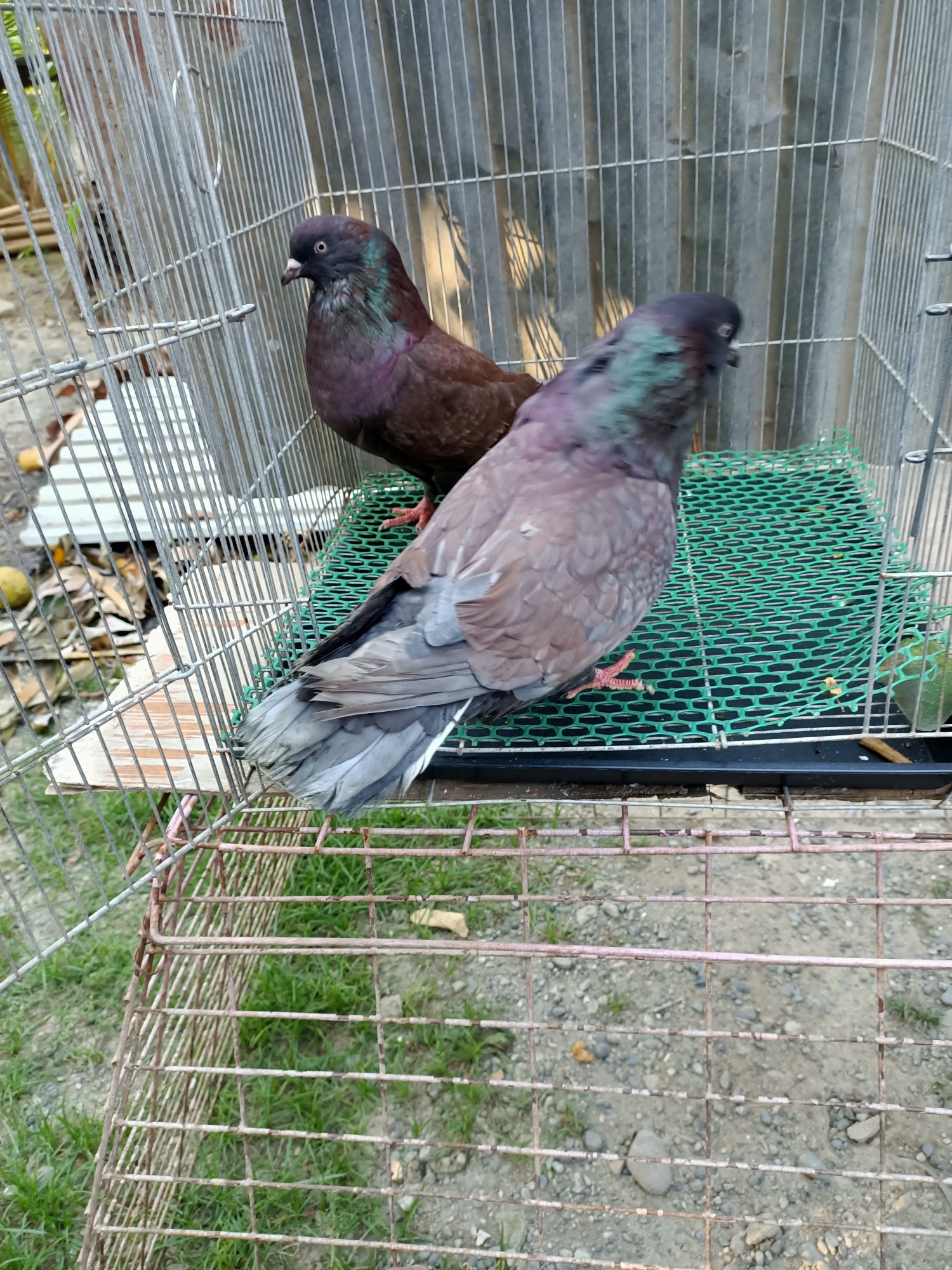 American Giant Runt Pigeon - James Franco Coop & Loft