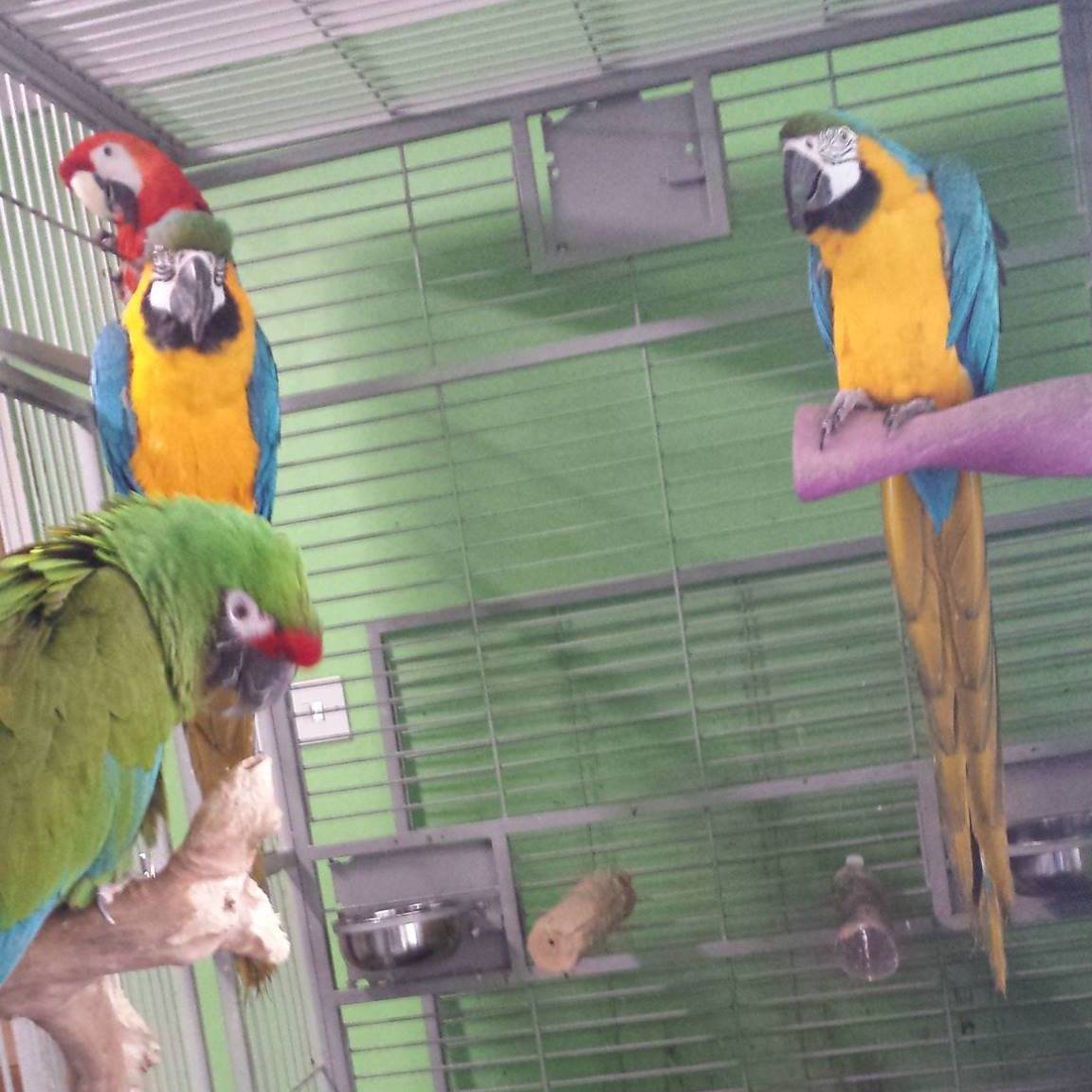 Feed water and clean out time, Again!! For the baby quakers | Midland ...