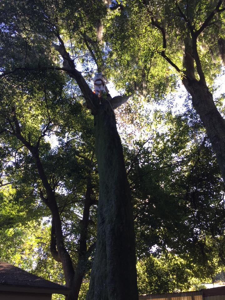 Charlie's Tree service | Ponte Vedra Beach FL