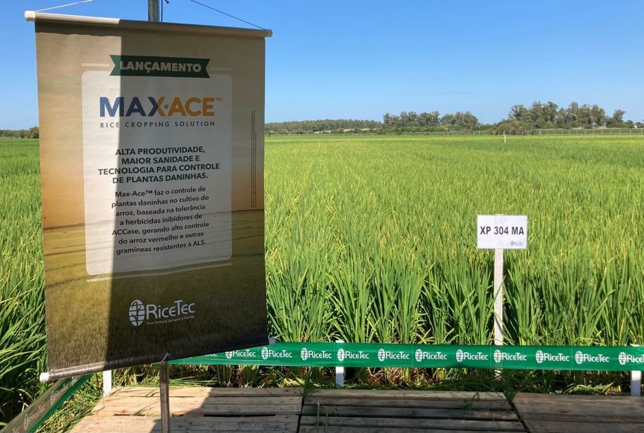Genética tolerante aos herbicidas... - Ricetec Sementes Ltda