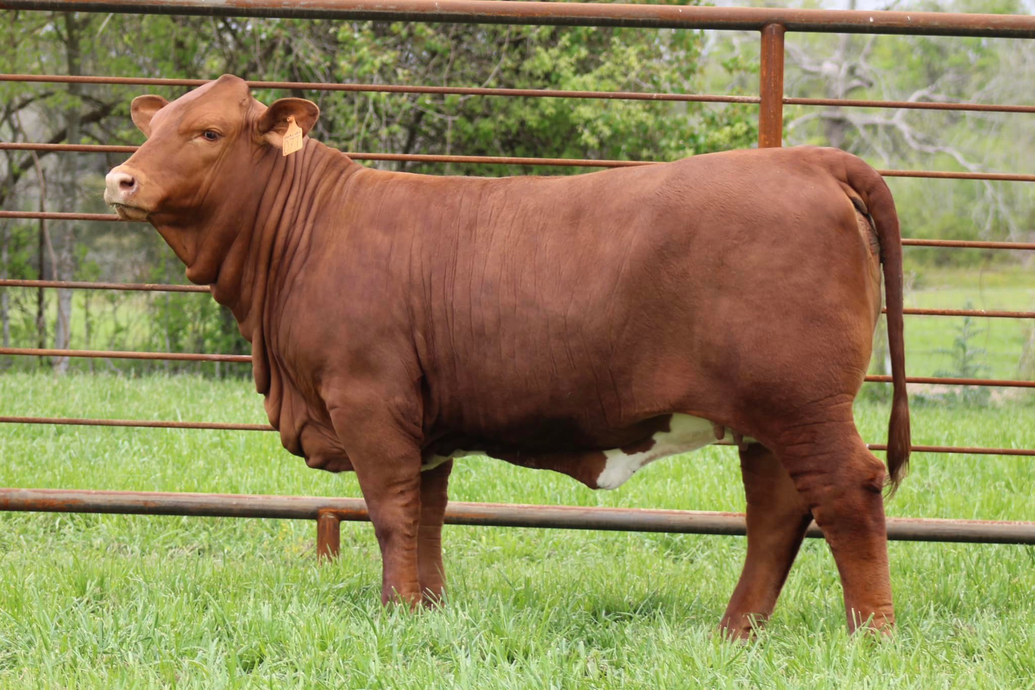 The Premier Beefmaster Genetic... - Strategy Cattle, LLC