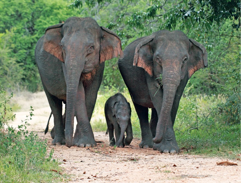 තුන් පත් රෑන - Thun Path Rena