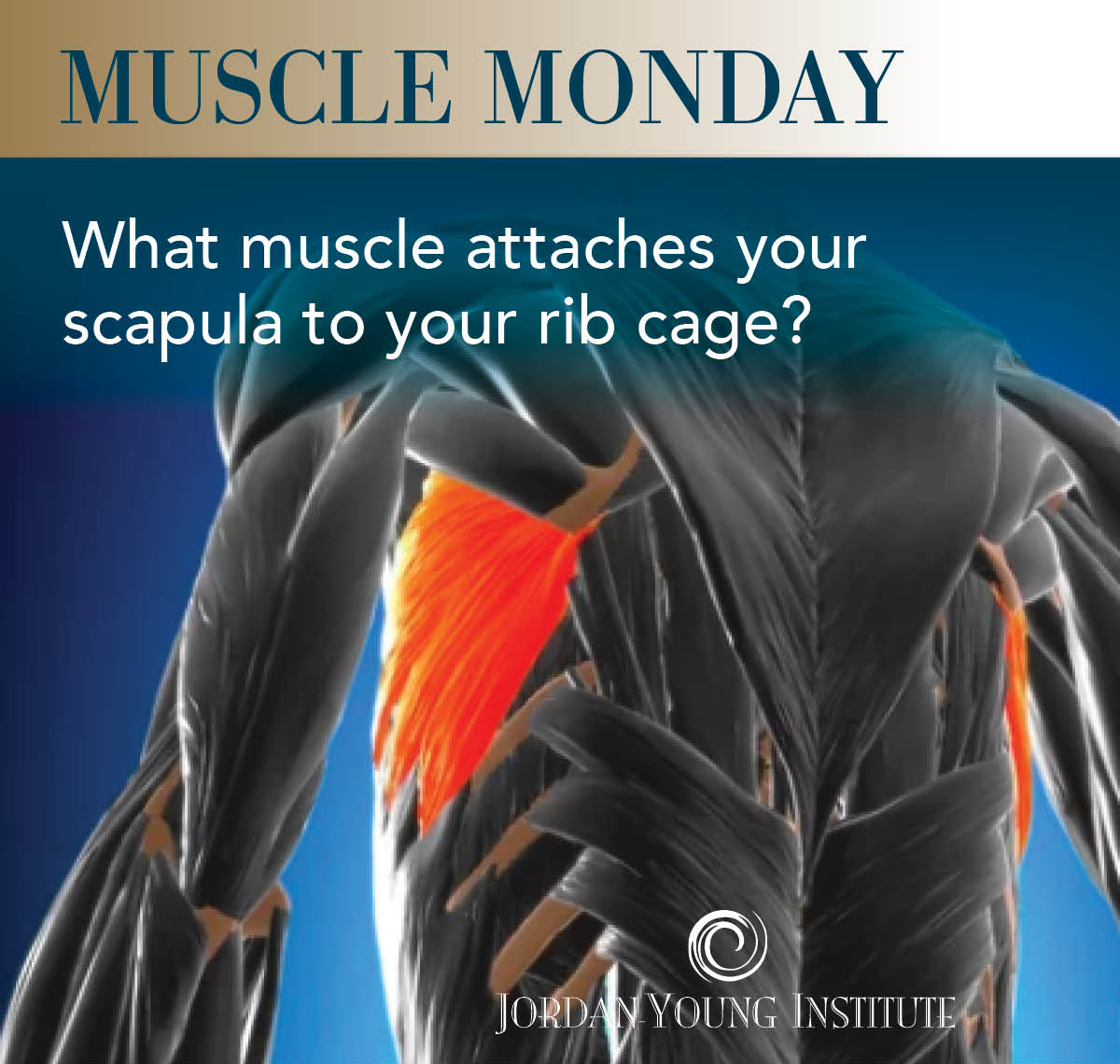 The SERRATUS ANTERIOR originates via eight muscular “slips” that attach ...