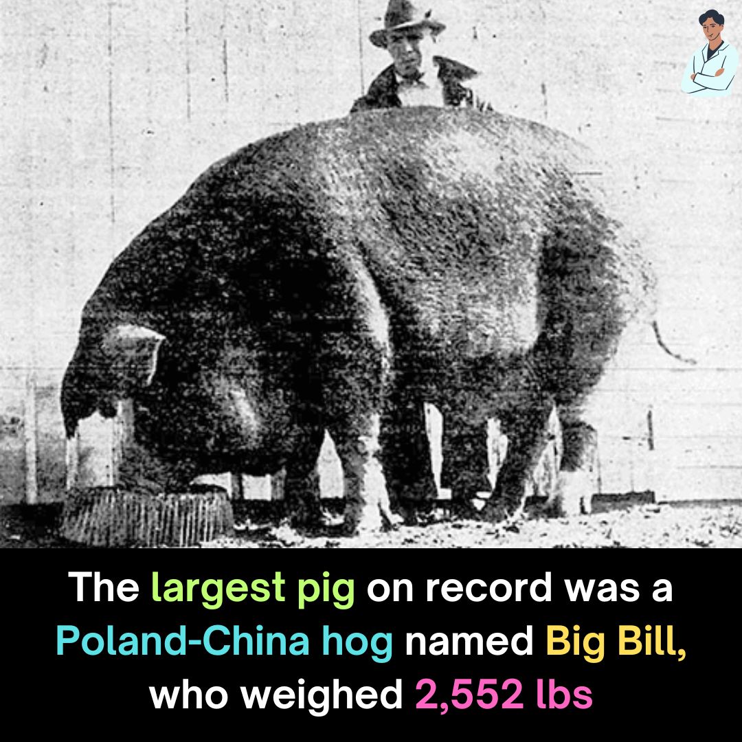 Big Bill, a Poland-China hog, holds the record as the largest pig