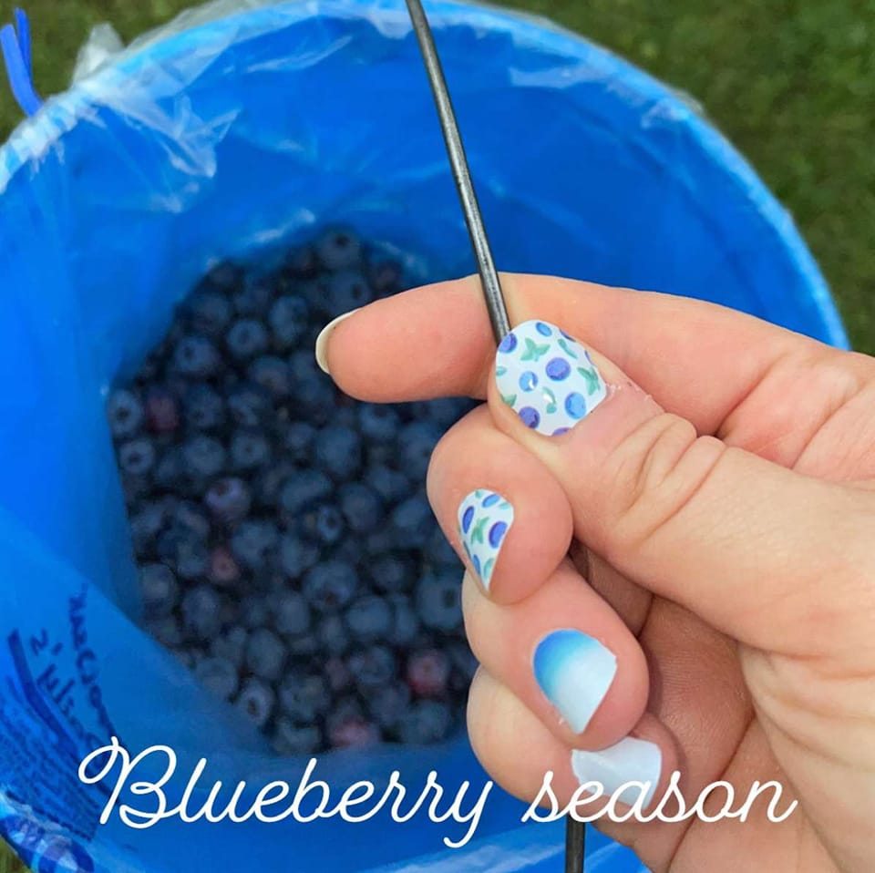 🫐🫐🫐 We will be open for the... - Stone Hill Blueberries | Facebook