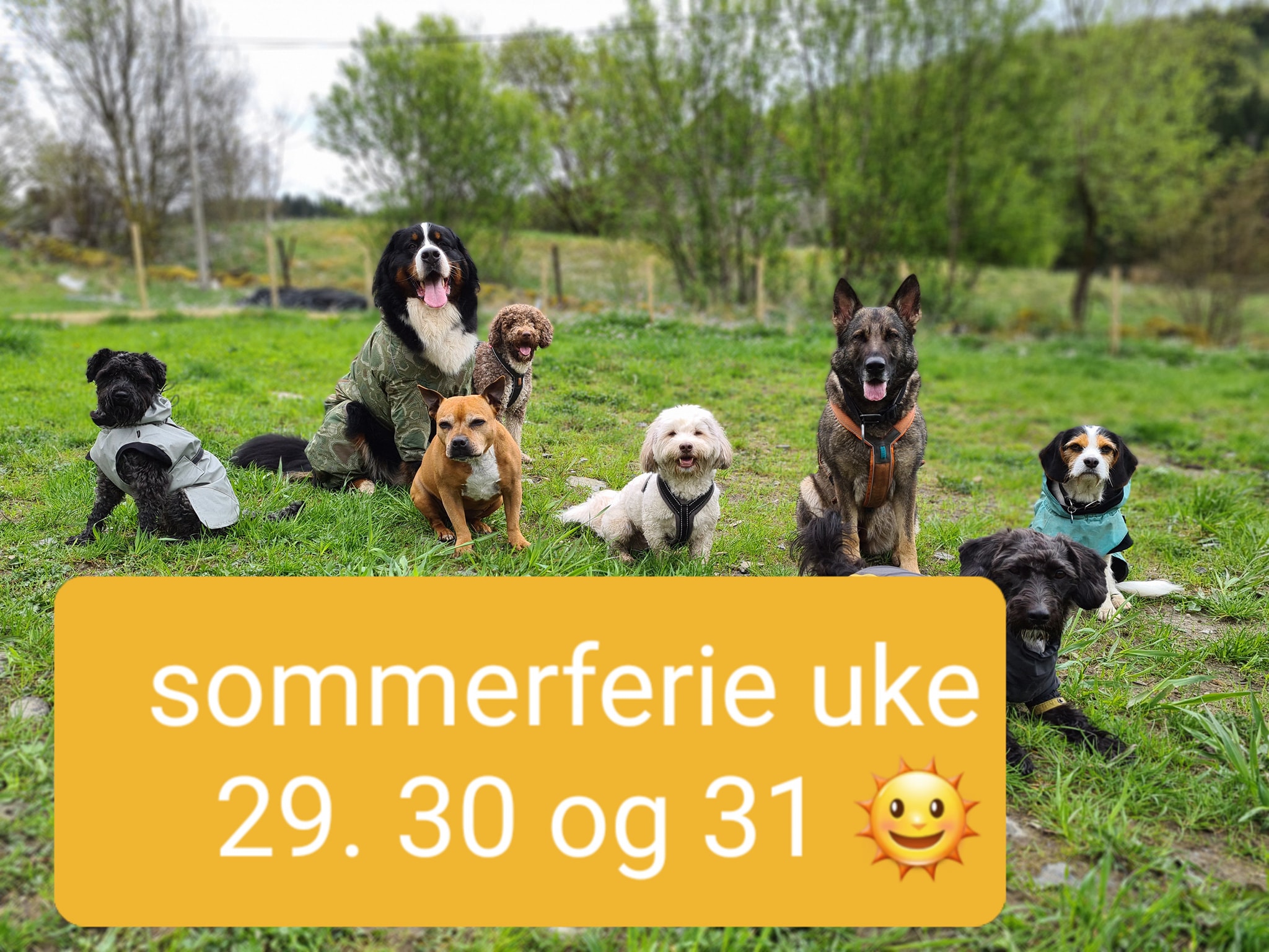 Irsk rød og... - Irsk rød og hvit setter - kennel Alvertoppen