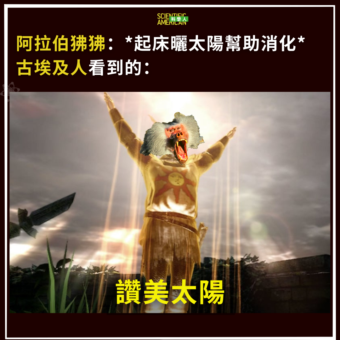 古埃及托特神的化身除了前幾年大家比較熟悉的埃及聖環以外，狒狒也是托... - 週遭的海洋-The Sea Around Us