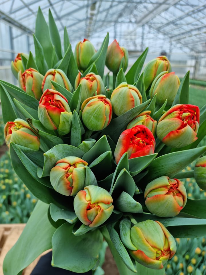 CoasTulip - Tulip Limerick!🔥 Tomorrow available at the flower auction ...