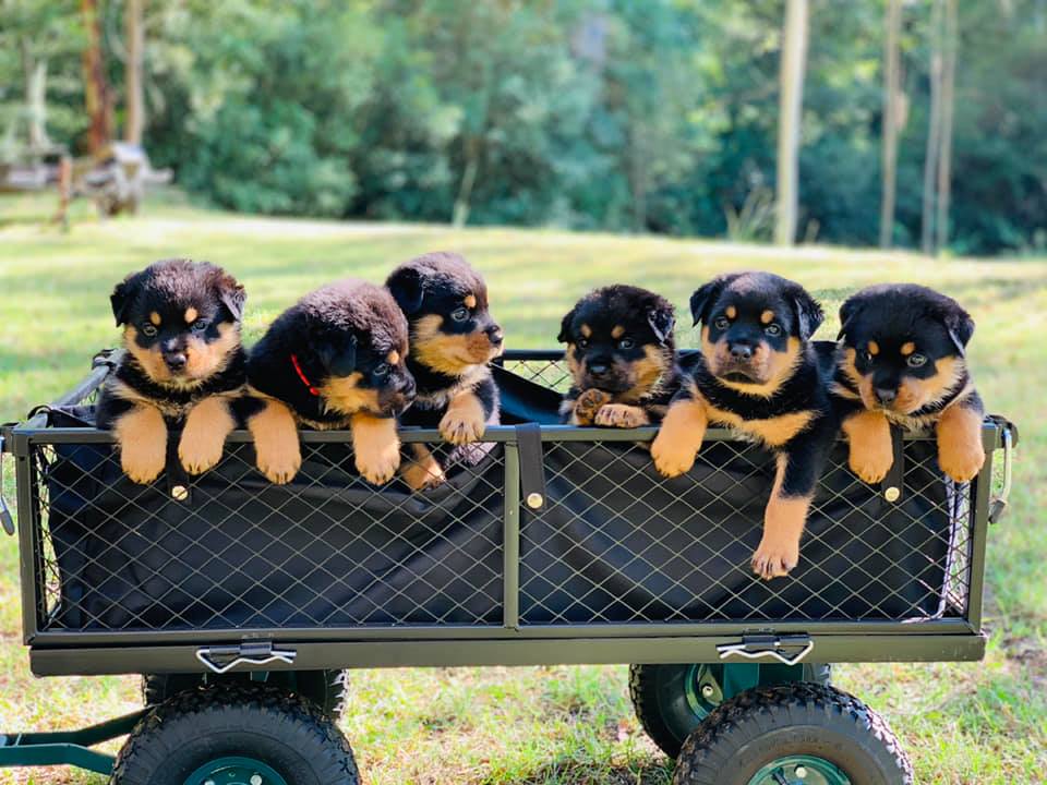 ValleyBob Rottweilers