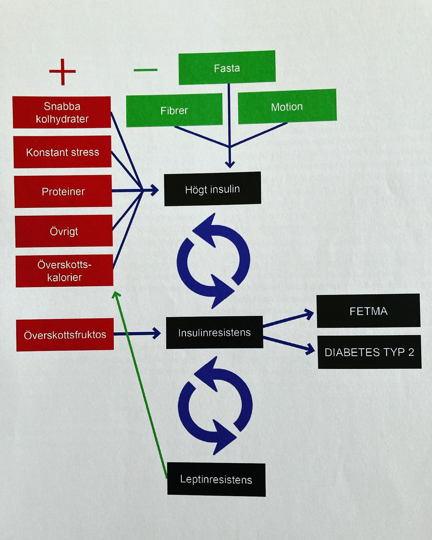 h-lsopedagog-anna-karin-nyg-rds-den-metabola-modellen-som-visar