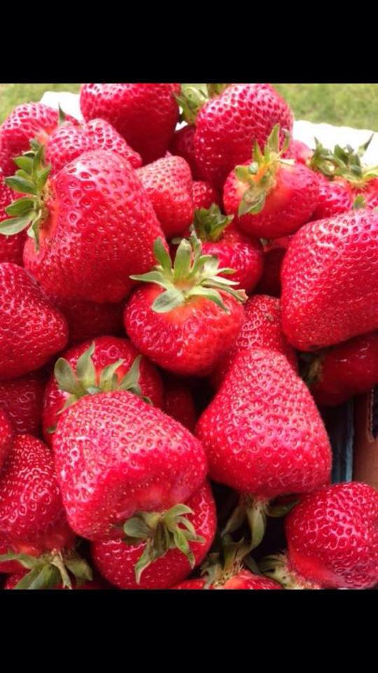 Clark's Berry Farm | Lynden WA