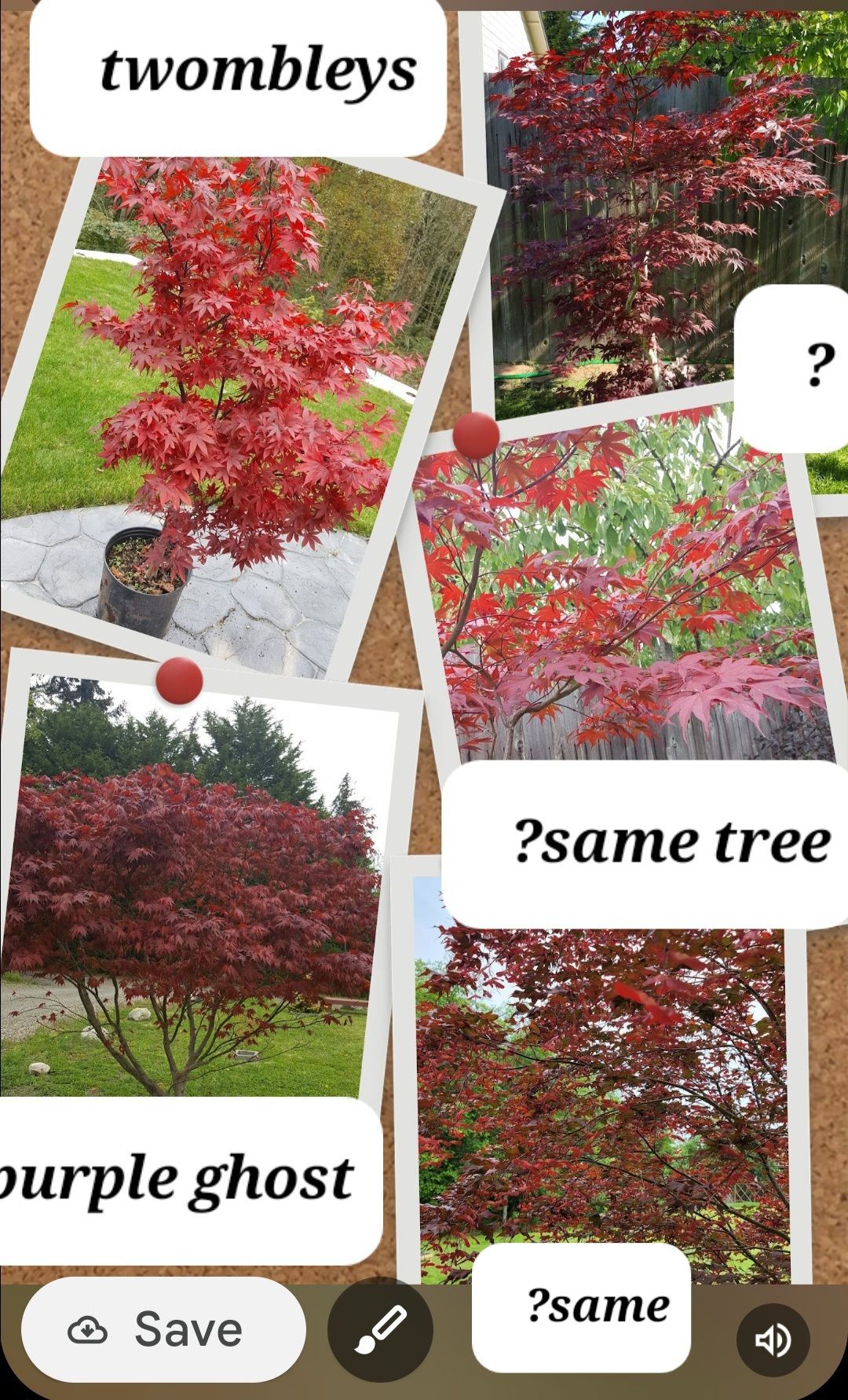 Name this maple for me. It's the one with ? Next to it.