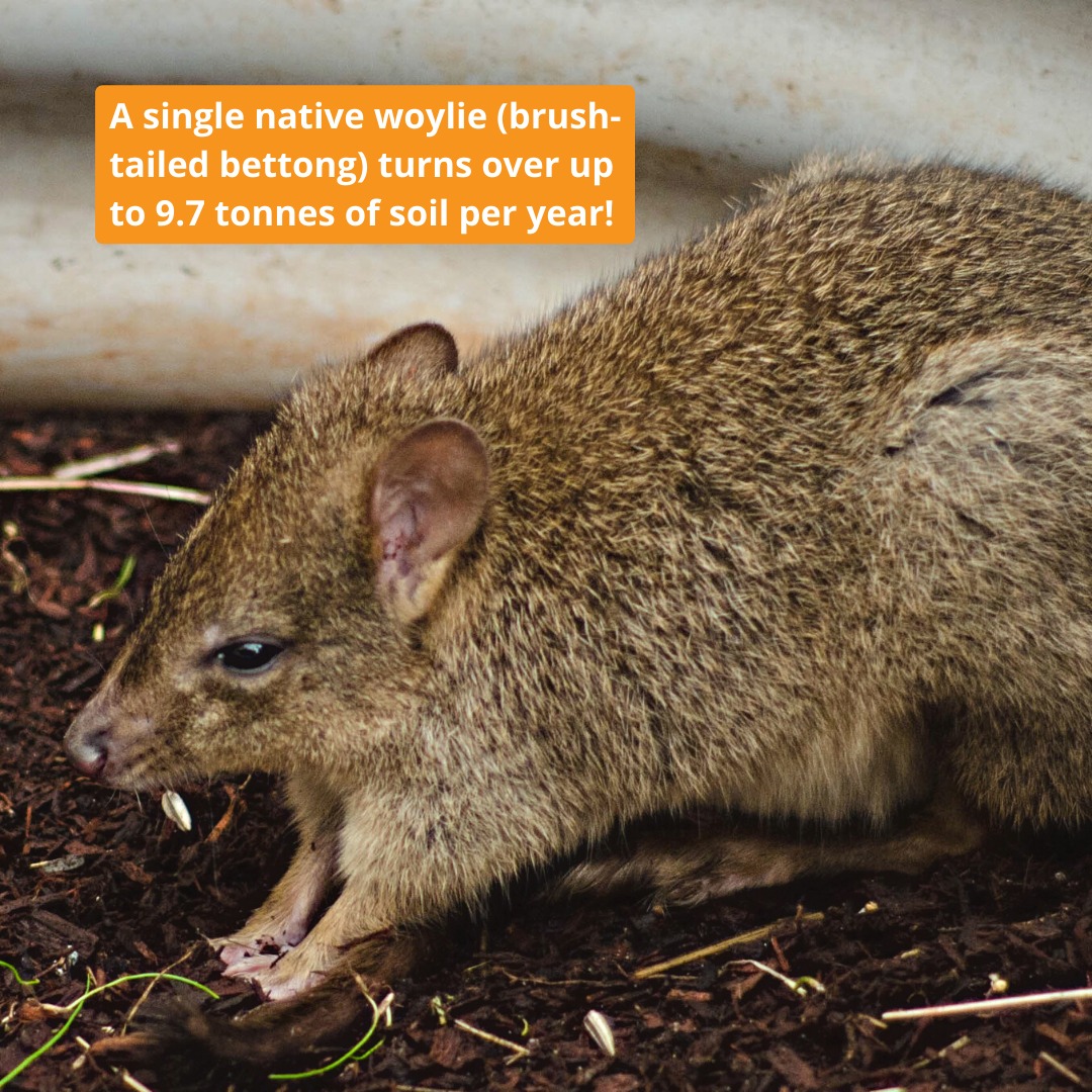 Our wily little woylies are... - Invasive Species Council