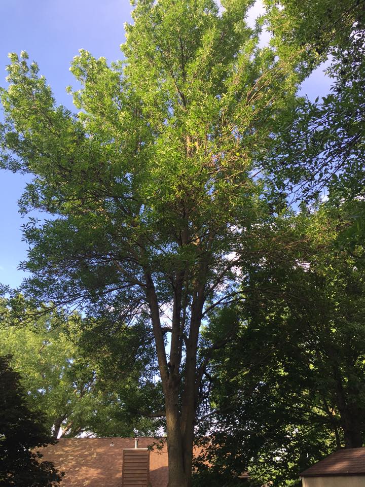 Hamilton Family Tree | Rochester MN