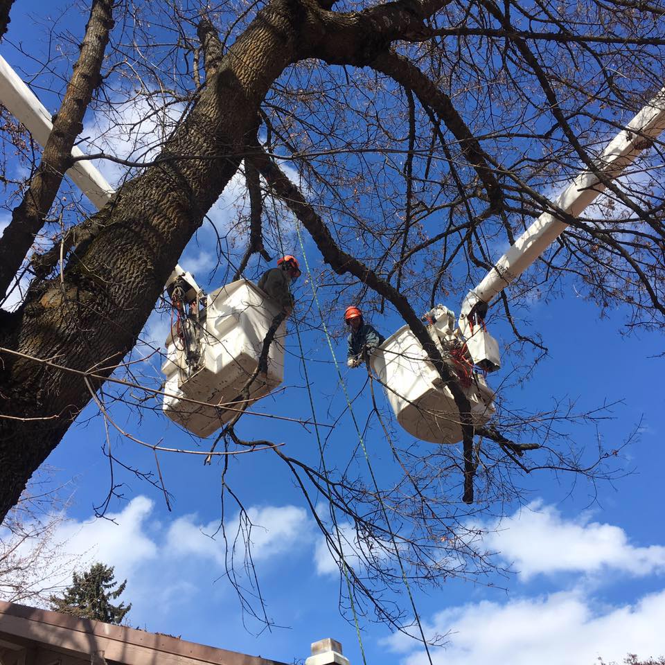 Jennison Tree Service | Ronan MT