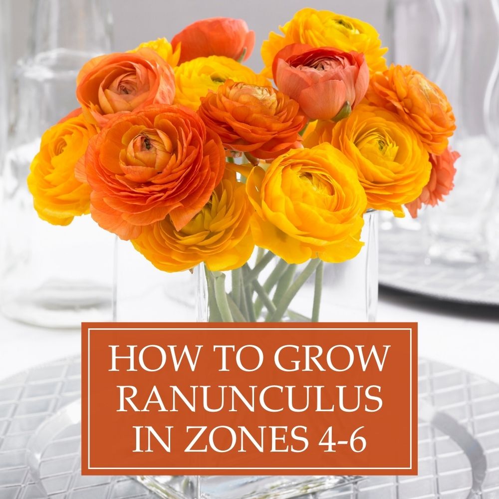 Longfield - Ranunculus corms are only winter hardy in growing zones 7 ...