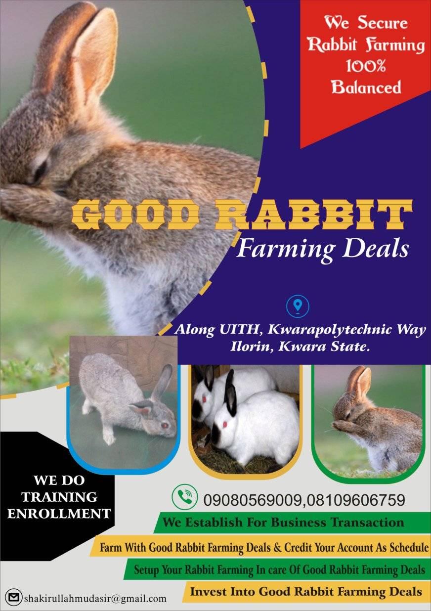 Good rabbit farming deals | Ilorin