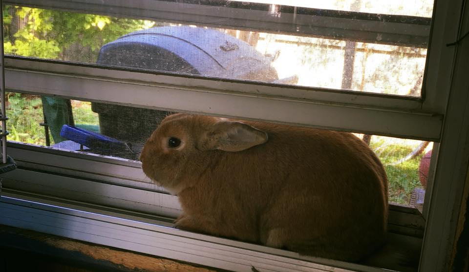 Chris's Bunnies - Definition of... rabbits [ rab-it ] Main Entry ...